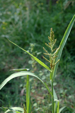 APII jpeg image of Echinochloa crus-galli  © contact APII