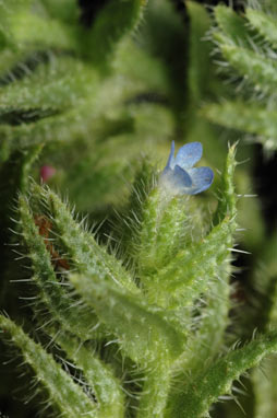 APII jpeg image of Anchusa arvensis  © contact APII