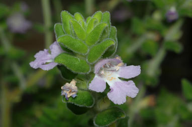 APII jpeg image of Prostanthera densa  © contact APII