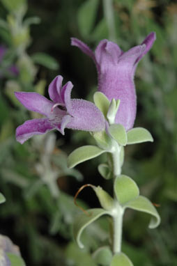 APII jpeg image of Eremophila decussata  © contact APII