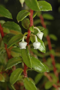 APII jpeg image of Gaultheria poeppigii  © contact APII