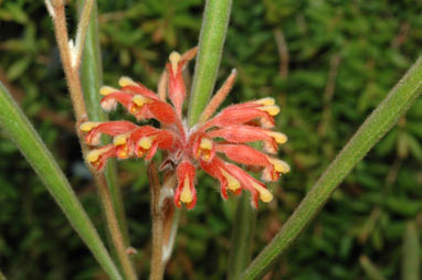 APII jpeg image of Grevillea fistulosa  © contact APII