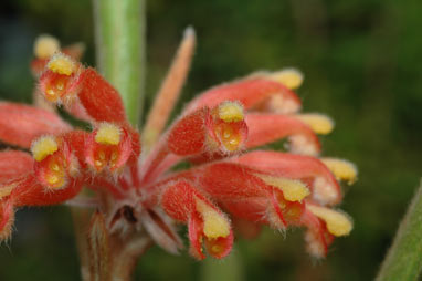 APII jpeg image of Grevillea fistulosa  © contact APII