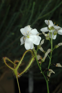 APII jpeg image of Drosera binata  © contact APII