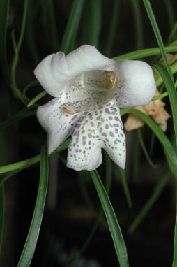 APII jpeg image of Eremophila bignoniiflora x polyclada  © contact APII