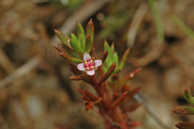 APII jpeg image of Crassula helmsii  © contact APII