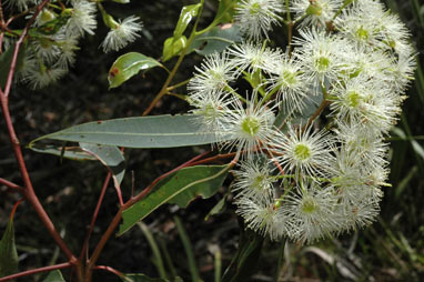 APII jpeg image of Corymbia gummifera  © contact APII