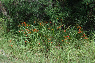 APII jpeg image of Crocosmia x crocosmiiflora  © contact APII