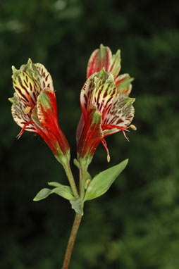 APII jpeg image of Alstroemeria psittacina  © contact APII