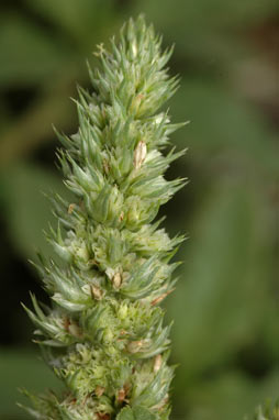 APII jpeg image of Amaranthus retroflexus  © contact APII