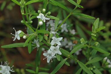 APII jpeg image of Mentha satureioides  © contact APII