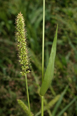 APII jpeg image of Setaria verticillata  © contact APII