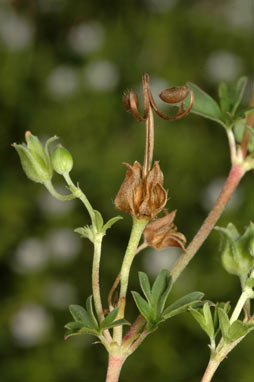 APII jpeg image of Geranium retrorsum  © contact APII