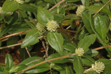 APII jpeg image of Gomphrena celosioides  © contact APII