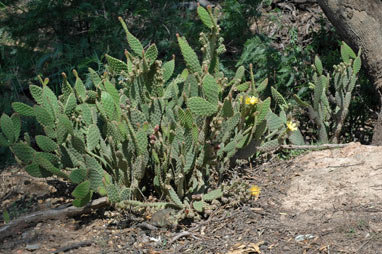 APII jpeg image of Opuntia monacantha  © contact APII