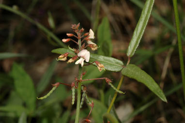 APII jpeg image of Desmodium varians  © contact APII