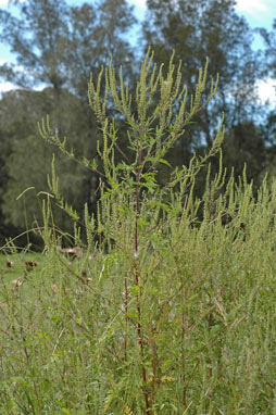 APII jpeg image of Ambrosia artemisiifolia  © contact APII