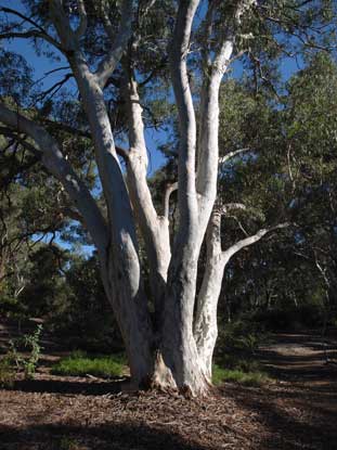 APII jpeg image of Eucalyptus mannifera  © contact APII