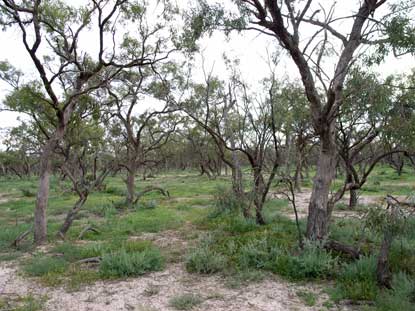 APII jpeg image of Eucalyptus largiflorens  © contact APII