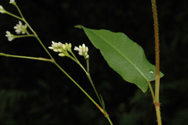 APII jpeg image of Persicaria strigosa  © contact APII