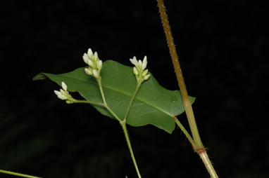 APII jpeg image of Persicaria strigosa  © contact APII