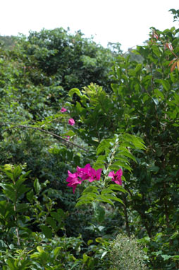 APII jpeg image of Bougainvillea glabra  © contact APII