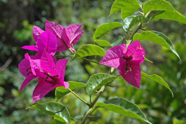 APII jpeg image of Bougainvillea glabra  © contact APII