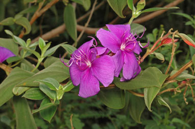 APII jpeg image of Tibouchina urvilleana  © contact APII