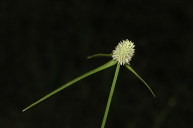 APII jpeg image of Cyperus sesquiflorus  © contact APII