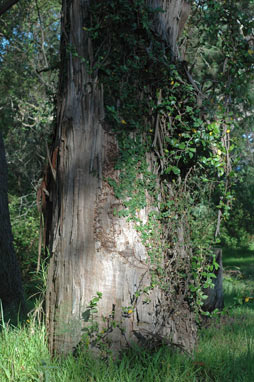 APII jpeg image of Ficus pumila  © contact APII