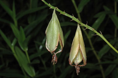 APII jpeg image of Epidendrum radicans  © contact APII