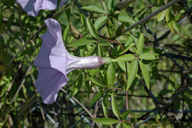 APII jpeg image of Ipomoea cairica  © contact APII