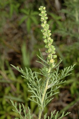 APII jpeg image of Ambrosia tenuifolia  © contact APII