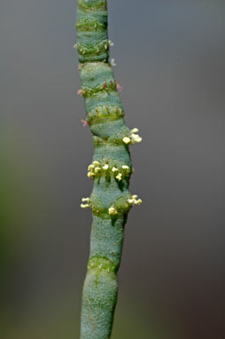 APII jpeg image of Sarcocornia quinqueflora  © contact APII