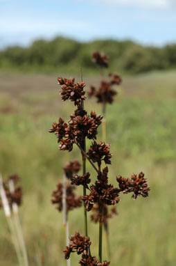 APII jpeg image of Juncus acutus  © contact APII