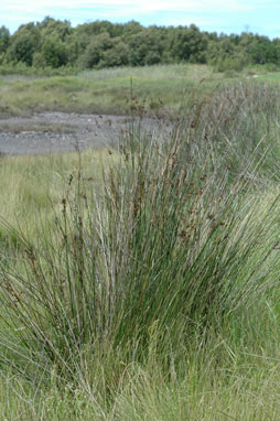 APII jpeg image of Juncus kraussii  © contact APII