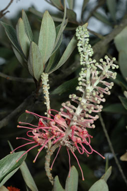 APII jpeg image of Grevillea gillivrayi  © contact APII