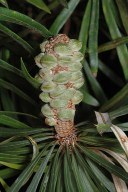 APII jpeg image of Banksia integrifolia var. aquilonia  © contact APII