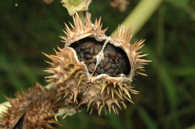 APII jpeg image of Datura stramonium  © contact APII