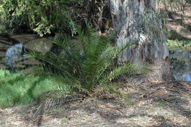 APII jpeg image of Phoenix canariensis  © contact APII