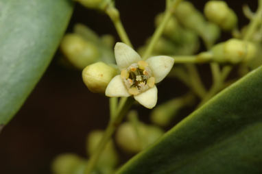 APII jpeg image of Santalum lanceolatum  © contact APII