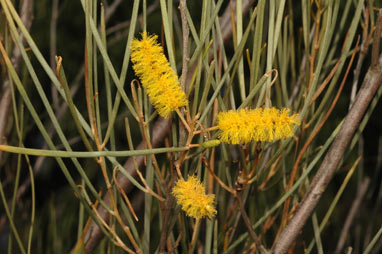 APII jpeg image of Acacia ramulosa  © contact APII