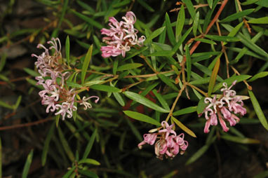 APII jpeg image of Grevillea 'Pink Midget'  © contact APII