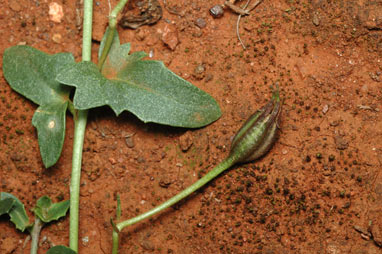 APII jpeg image of Goodenia glabra  © contact APII