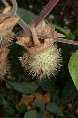 APII jpeg image of Datura inoxia  © contact APII