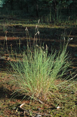 APII jpeg image of Amphipogon caricinus var. caricinus  © contact APII