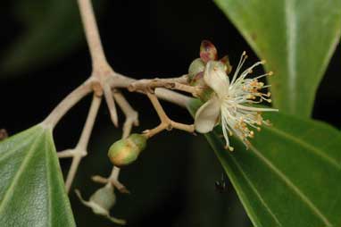 APII jpeg image of Rhodamnia acuminata  © contact APII