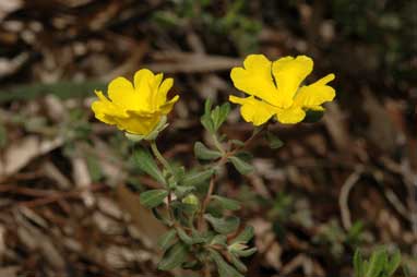 APII jpeg image of Hibbertia aspera  © contact APII