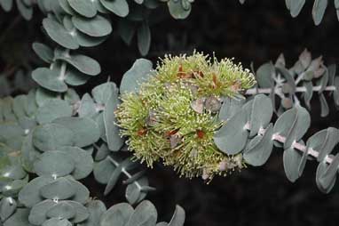 APII jpeg image of Eucalyptus x brachyphylla  © contact APII