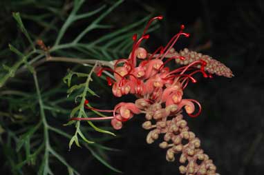 APII jpeg image of Grevillea 'Coconut Ice'  © contact APII